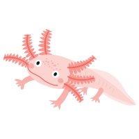 Axolotl 