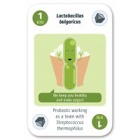 Lactobacillus bulcaricus