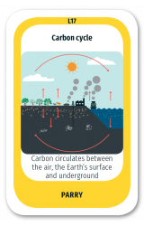 Carbon Cycle